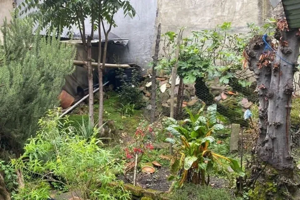 Irene planticas le tiene