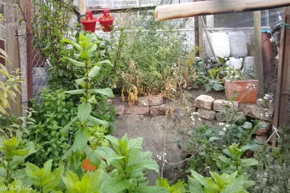 La mini huerta