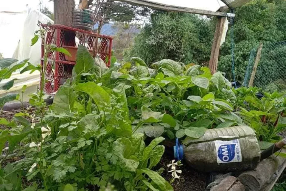 Los pensamientos de Alicia