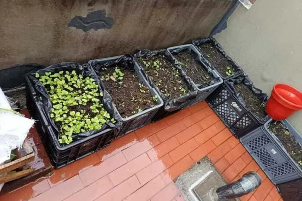 Sembrando para sanar