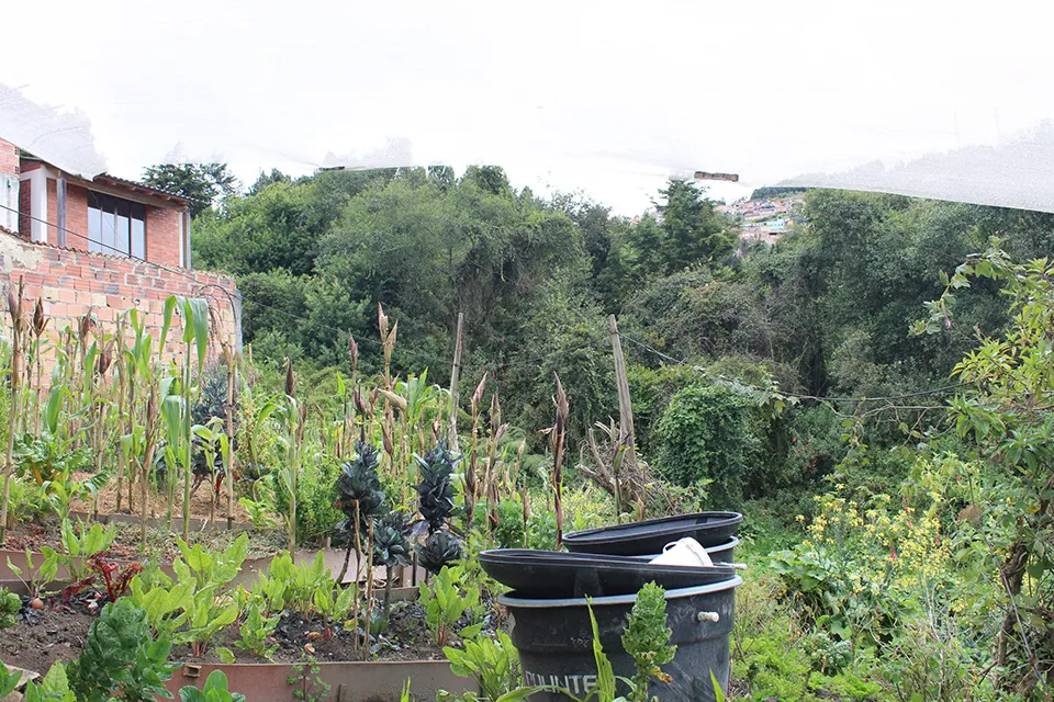 Cultura de las Huertas en a UPZ 89: Construyendo Soberanía en Salud desde los Territorios